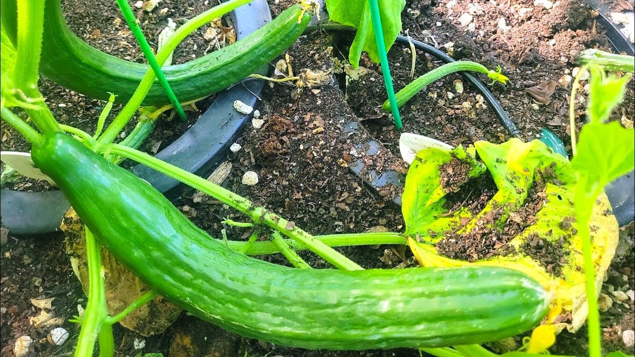 TomorrowSeeds English Telegraph near-seedless cucumber, easy prep for salads