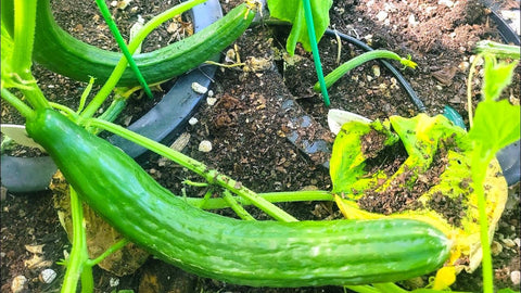 TomorrowSeeds English Telegraph near-seedless cucumber, easy prep for salads