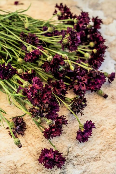 TomorrowSeeds full-sun garden focal point maximizing color and texture