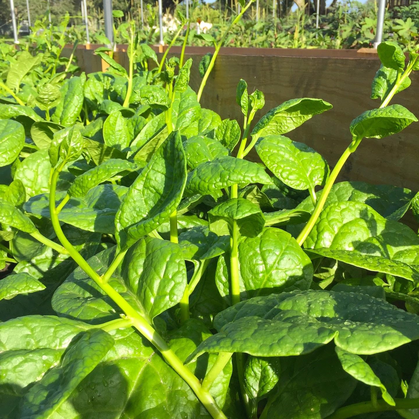 TomorrowSeeds Giant Malabar Spinach thriving in warm-season garden.