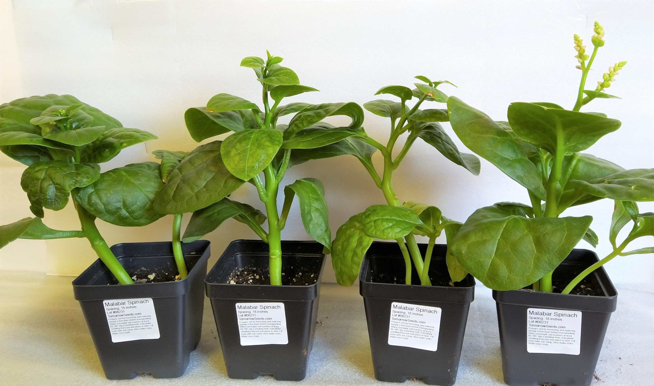 TomorrowSeeds Giant Malabar Spinach leaves ready for harvest, lush and nutritious.