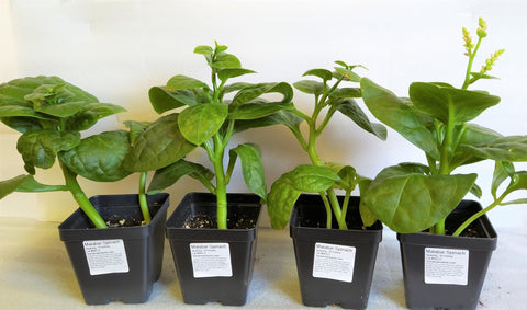 TomorrowSeeds Giant Malabar Spinach leaves ready for harvest, lush and nutritious.