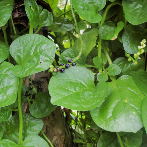 TomorrowSeeds Giant Malabar Spinach seeds pack for quick home garden start.