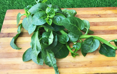 TomorrowSeeds Giant Malabar Spinach perfect for stir-fries and soups.