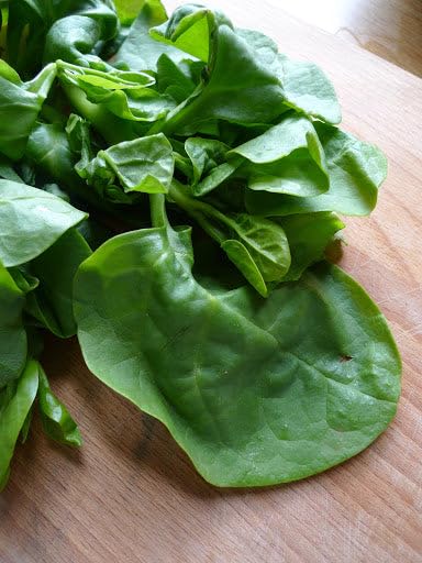 TomorrowSeeds Giant Malabar Spinach climbing on trellis, saving ground space.