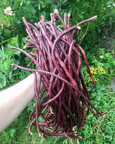 TomorrowSeeds harvest-ready color mix beans add color to summer meals