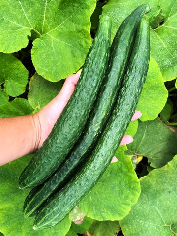 TomorrowSeeds harvested Japanese cucumbers on the vine, ideal at 12 inches for best crunch.