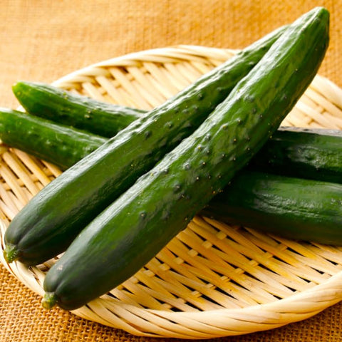 TomorrowSeeds Japanese Long Burpless cucumber seeds pack ready for easy home gardening.