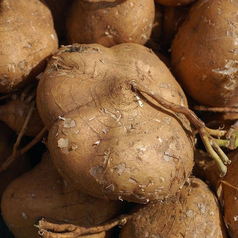 TomorrowSeeds jicama seeds pack ready for planting, promising a crunchy, fiber-rich harvest.