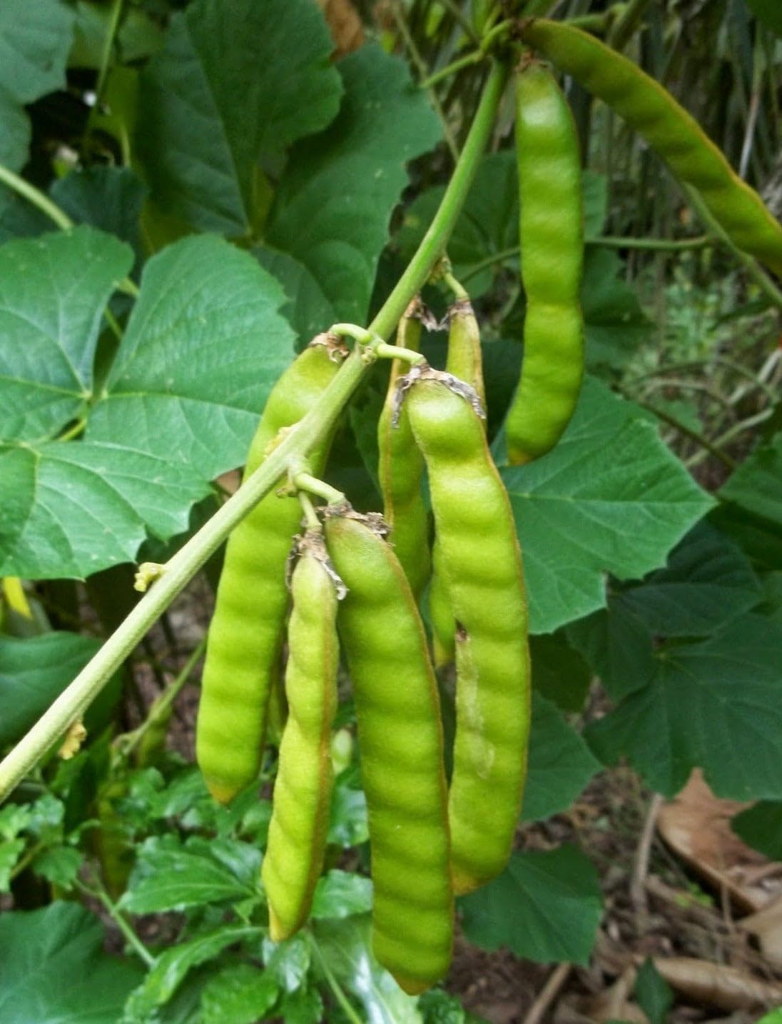 TomorrowSeeds jicama underground tuber growth reveals large roots ideal for salads.