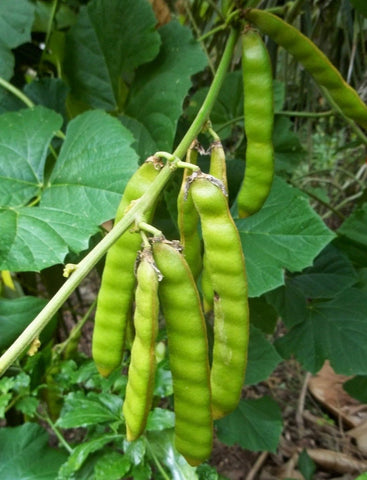 TomorrowSeeds jicama underground tuber growth reveals large roots ideal for salads.