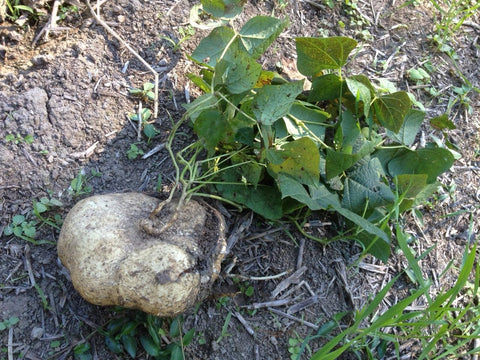 TomorrowSeeds jicama vine climbs a trellis, showcasing warm-climate vigor for home gardens.