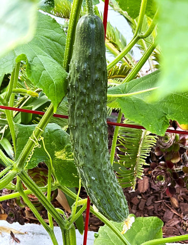 TomorrowSeeds Kyuri cucumber fruit close-up; dark green, crisp for fresh salads.