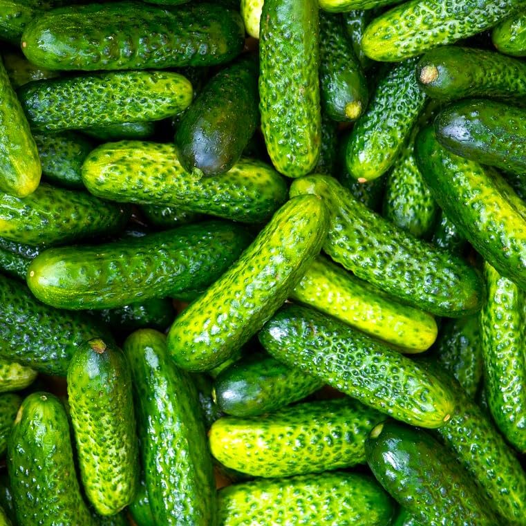 TomorrowSeeds Parisian Gherkin F1 cucumber seeds ready for home gardening and quick pickling.