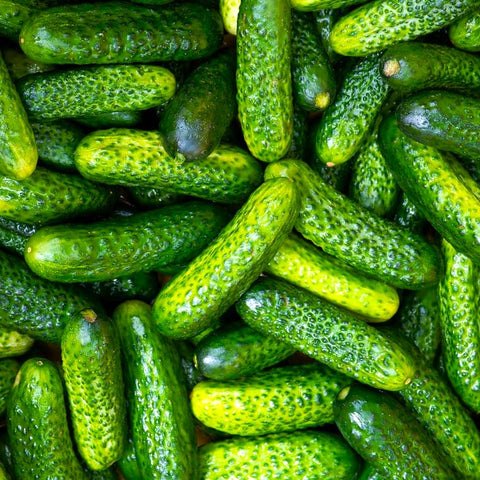 TomorrowSeeds Parisian Gherkin F1 cucumber seeds ready for home gardening and quick pickling.