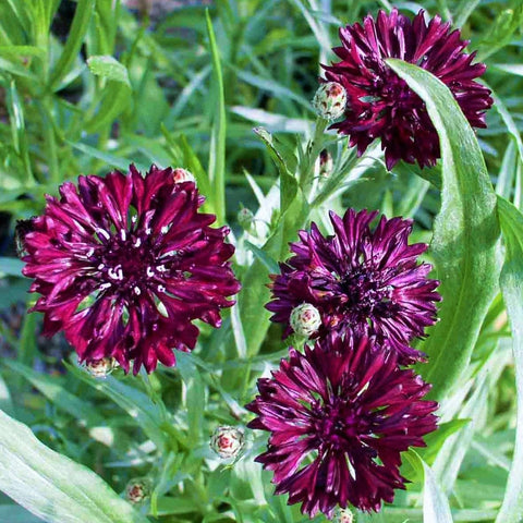 TomorrowSeeds pollinator-friendly bloom attracting bees and butterflies