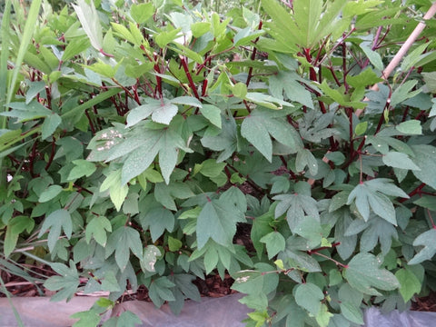 TomorrowSeeds Roselle edible leaves add fresh greens to salads or sautés.