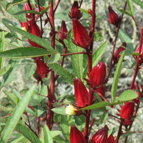 TomorrowSeeds Roselle red hibiscus flowers brighten gardens and inspire vibrant teas.