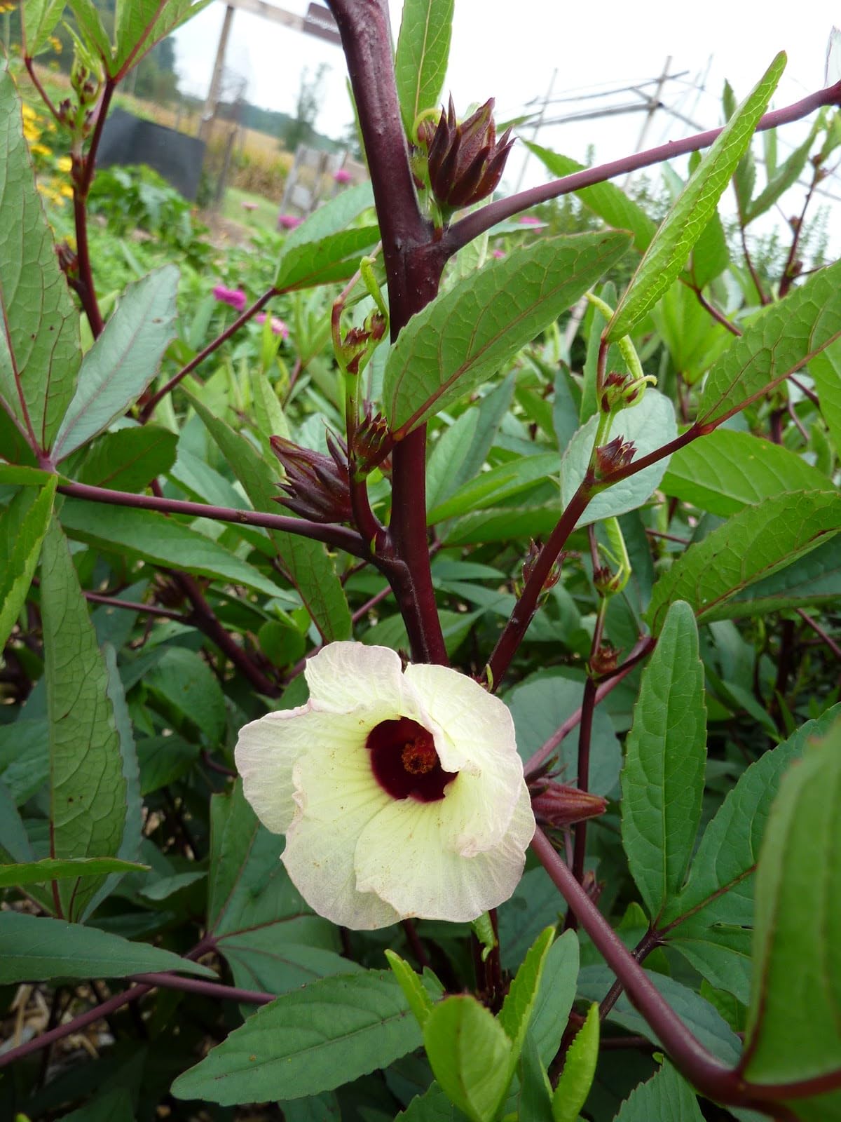 TomorrowSeeds Roselle tropical bush thrives in warm sun for lush growth.