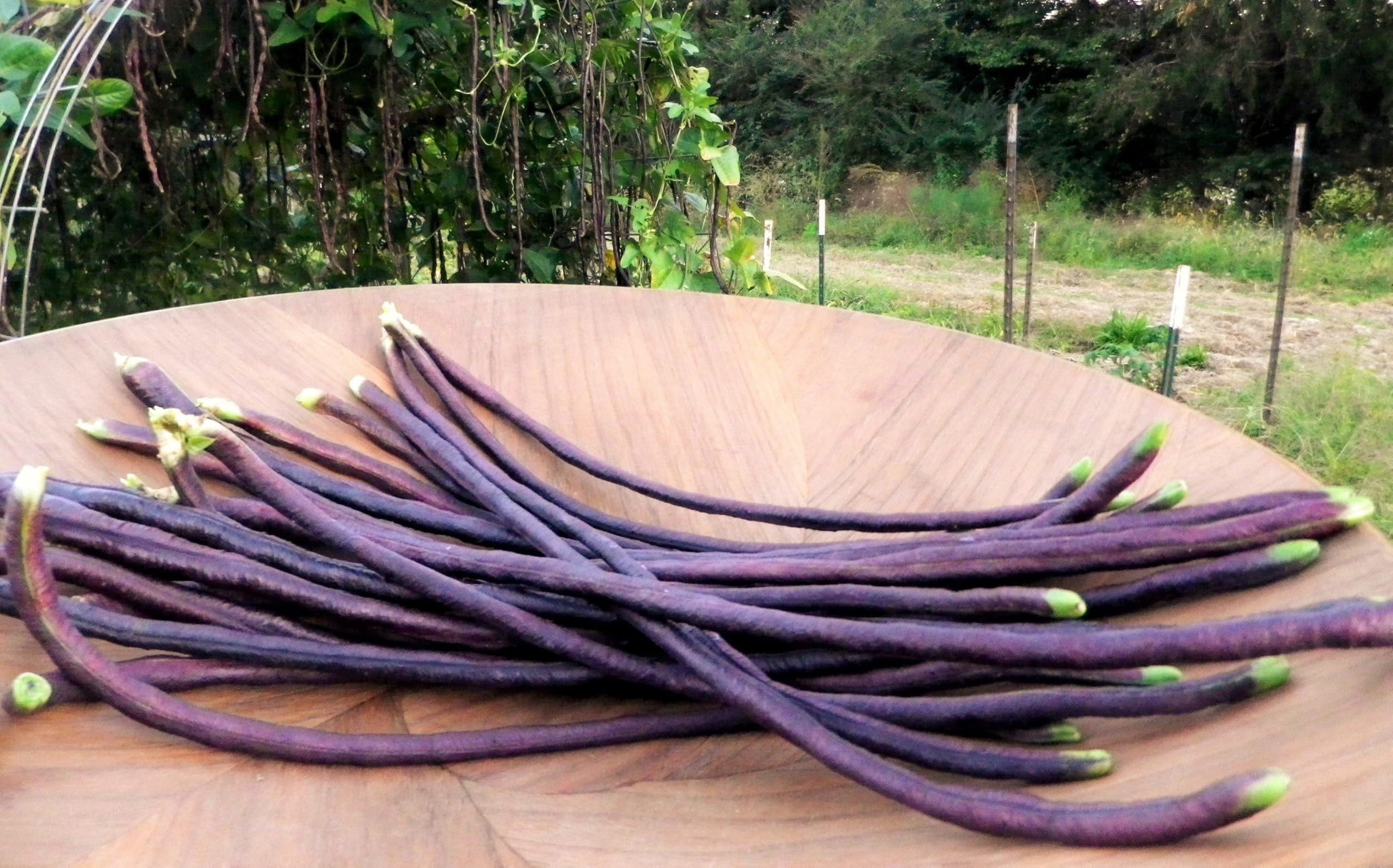 TomorrowSeeds stir-fry-ready yard-long beans brighten dishes with mild flavor