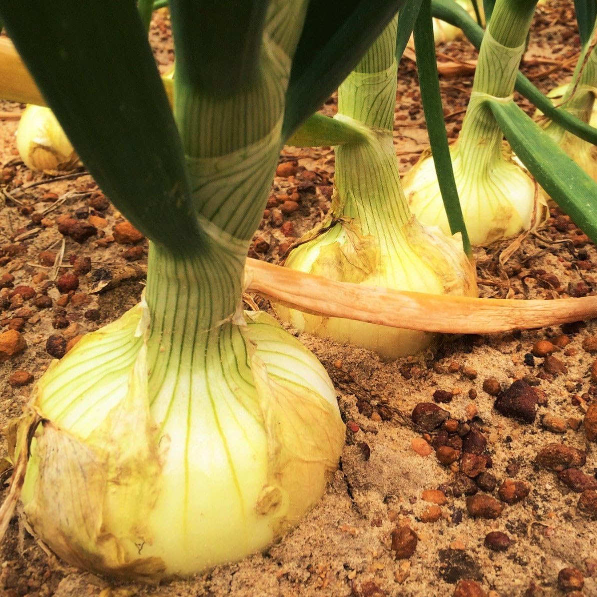 TomorrowSeeds Vidalia onion seeds packaging ready for spring planting and sweet harvest