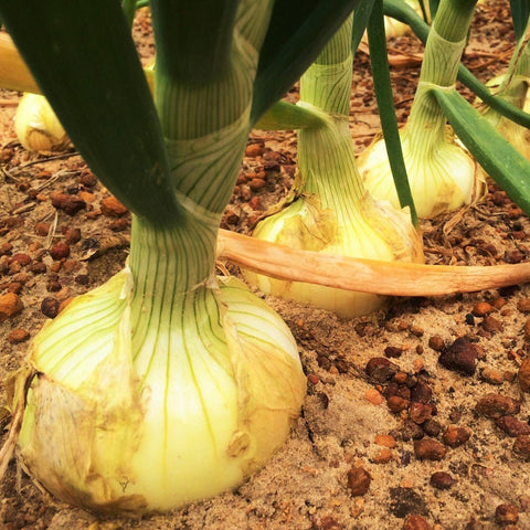 TomorrowSeeds Vidalia onion seeds packaging ready for spring planting and sweet harvest