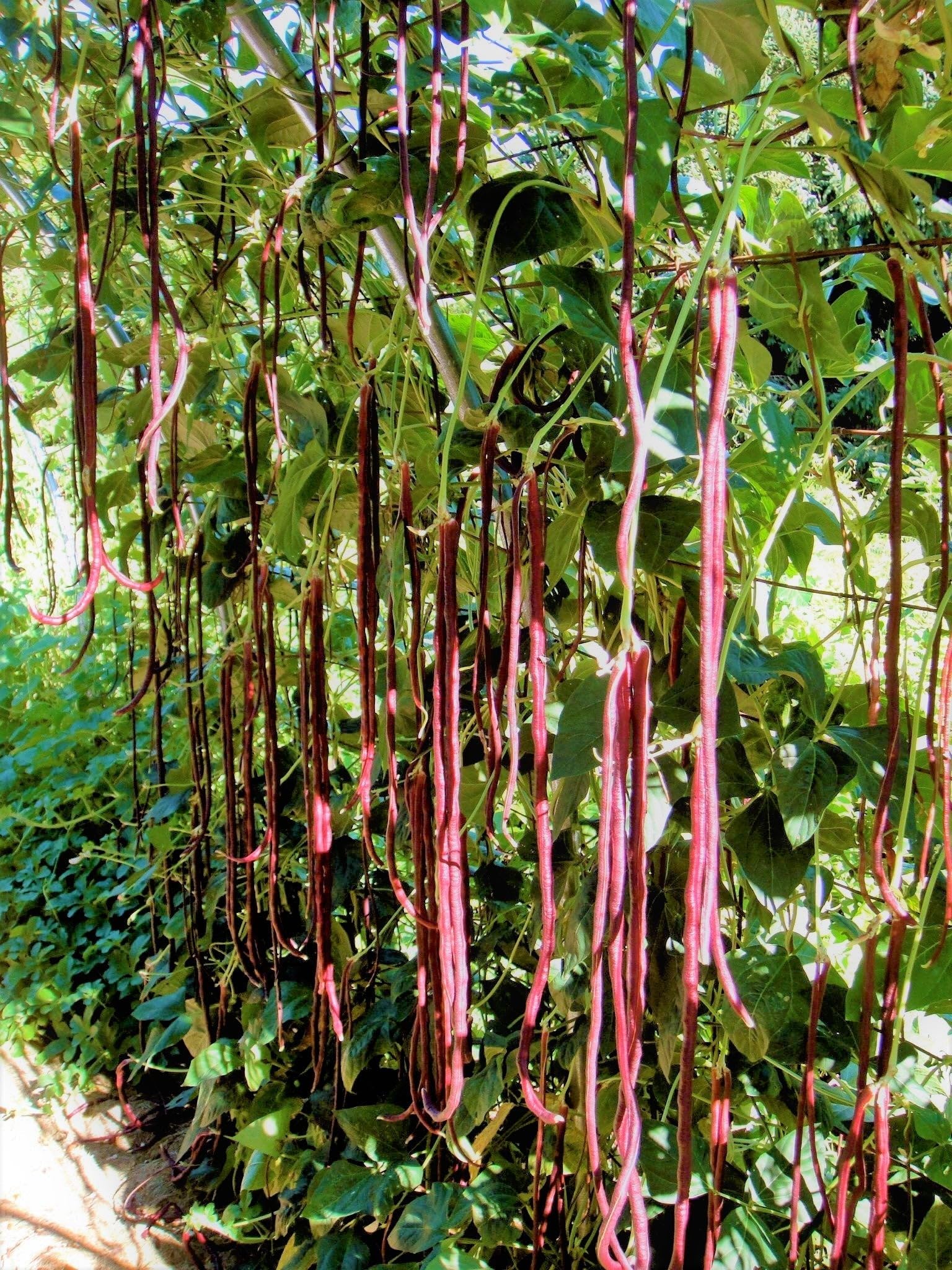 TomorrowSeeds Mosaic lavender-pink pods offer a buttery-tender bite