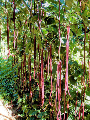TomorrowSeeds Mosaic lavender-pink pods offer a buttery-tender bite