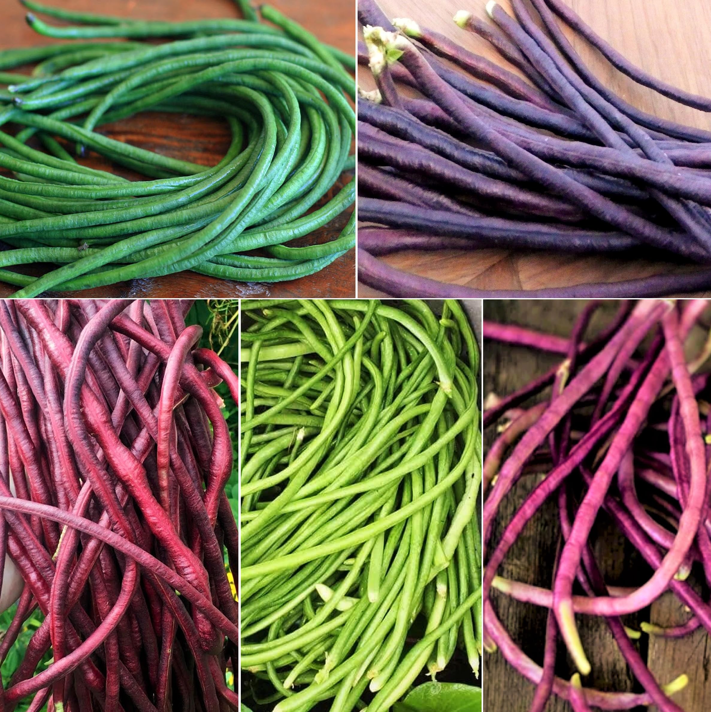 TomorrowSeeds Noodle King on vine long green pods for fresh harvest