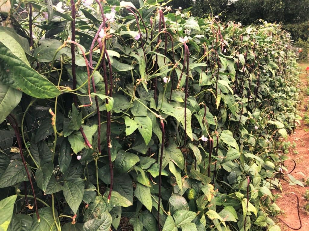 TomorrowSeeds Red Noodle red pods ideal for color and flavor