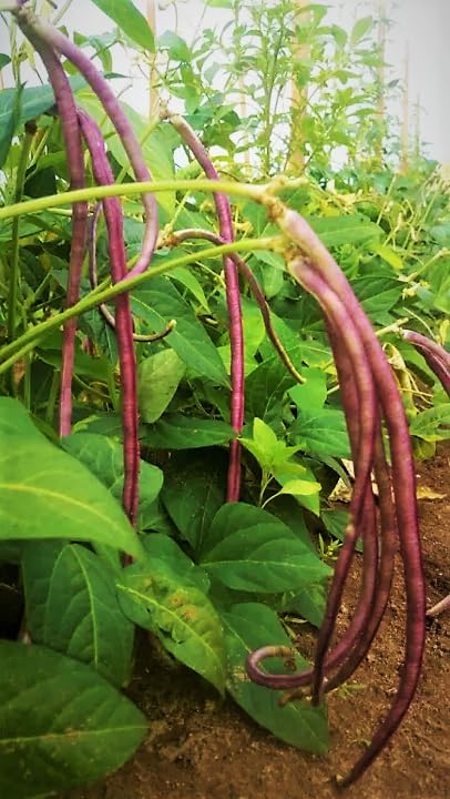 TomorrowSeeds White Seeded Yard white-green pods with crisp texture