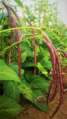 TomorrowSeeds White Seeded Yard white-green pods with crisp texture