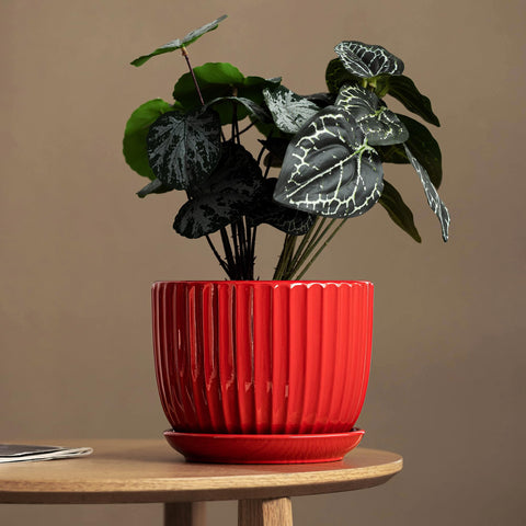 Ton Sin 5-inch red ceramic pot perfect for herbs and succulents