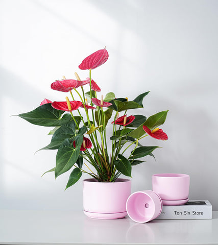 Ton Sin included tray protects surfaces from water spills