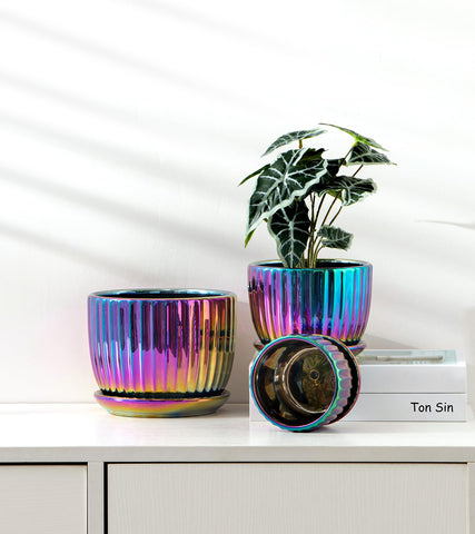 Ton Sin gift-ready flower pots for birthdays or holidays.
