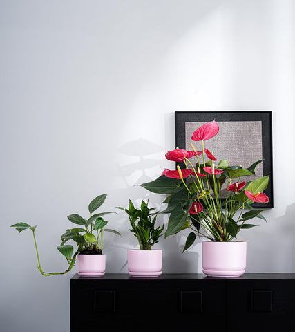 Ton Sin modern pink ceramic planter adds artistic touch to living room