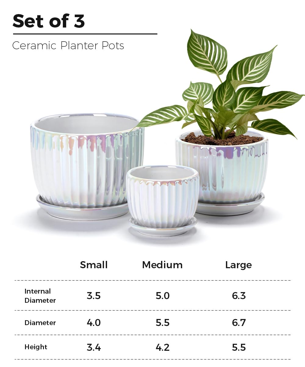 Ton Sin Pearl Gold 5-inch ceramic pot ideal for herbs and small plants