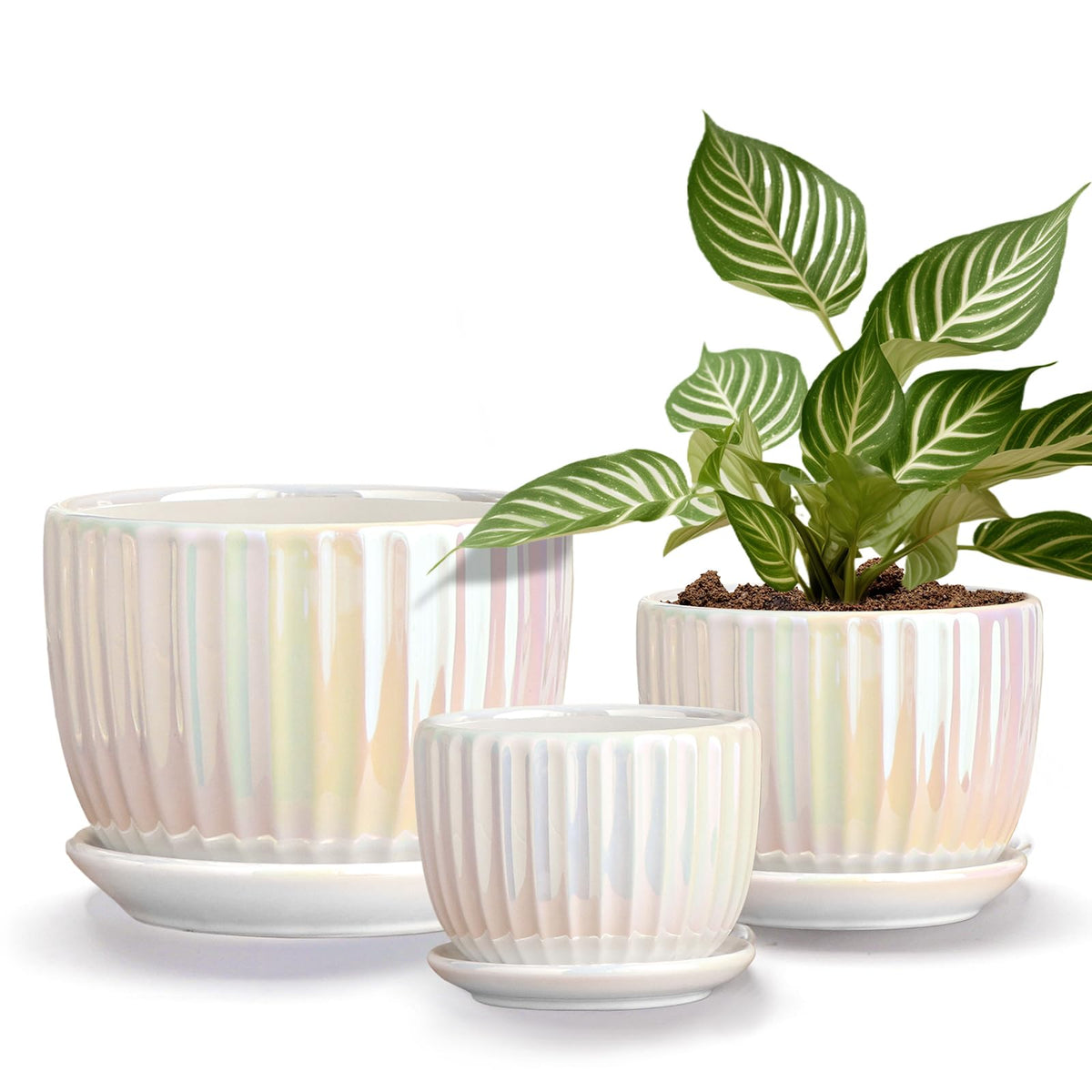 Ton Sin Pearl Gold 6-inch ceramic pot for orchids and succulents with drainage