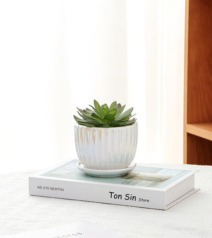 Ton Sin Pearl Gold set on window sill adds decorative greenery