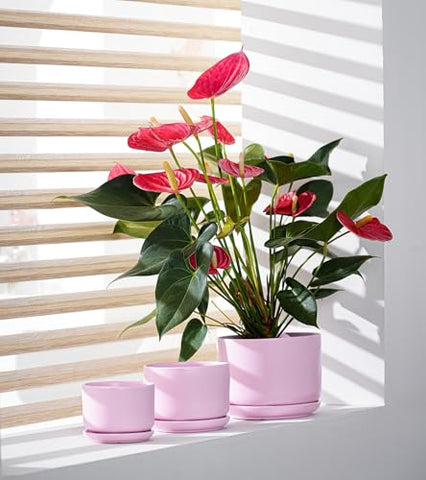 Ton Sin large pink planter suitable for orchids and pothos