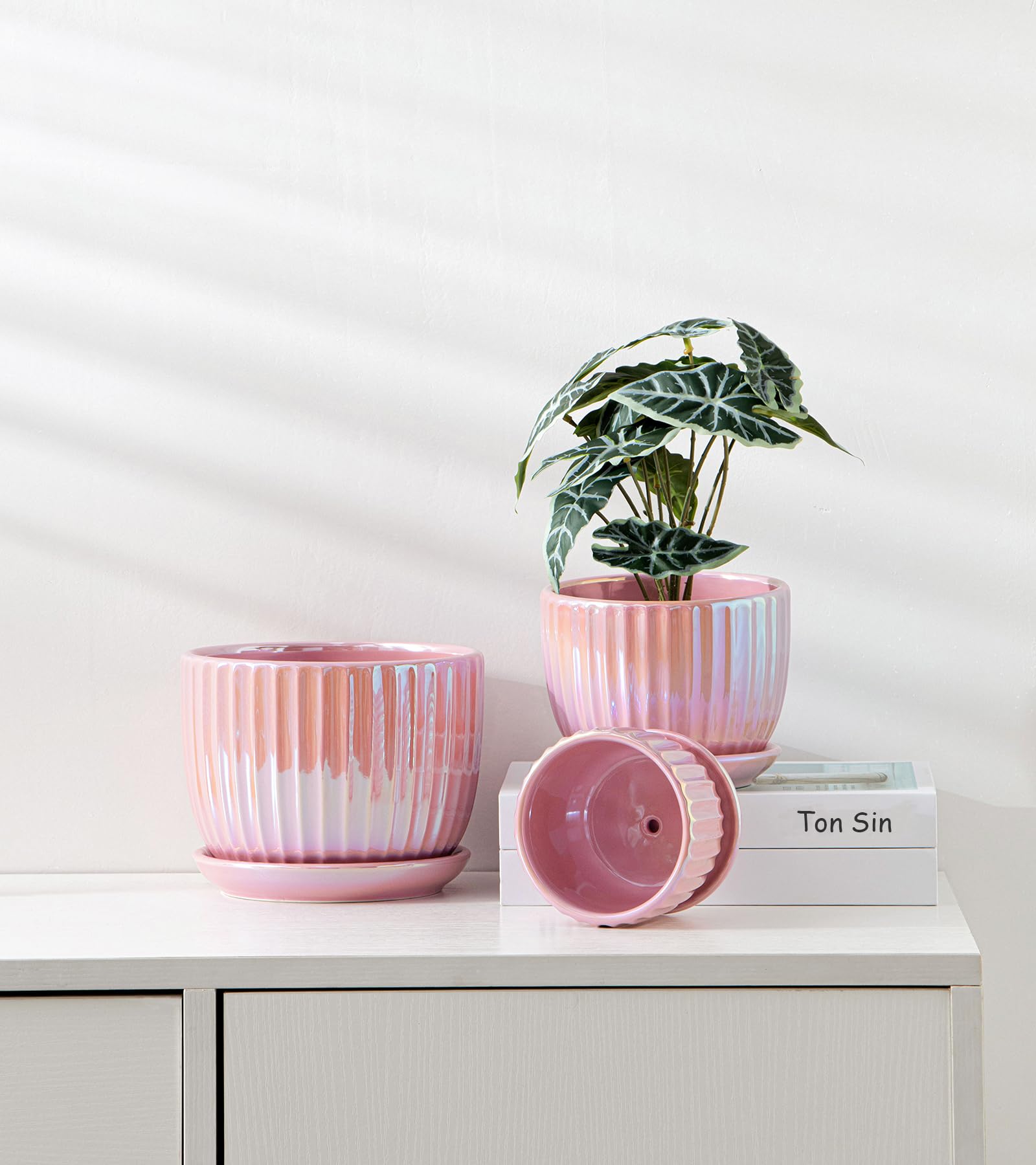 Ton Sin premium ceramic pots, ideal housewarming gift for plant lovers