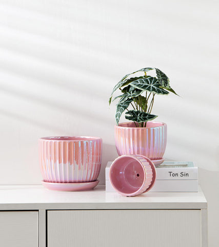 Ton Sin premium ceramic pots, ideal housewarming gift for plant lovers