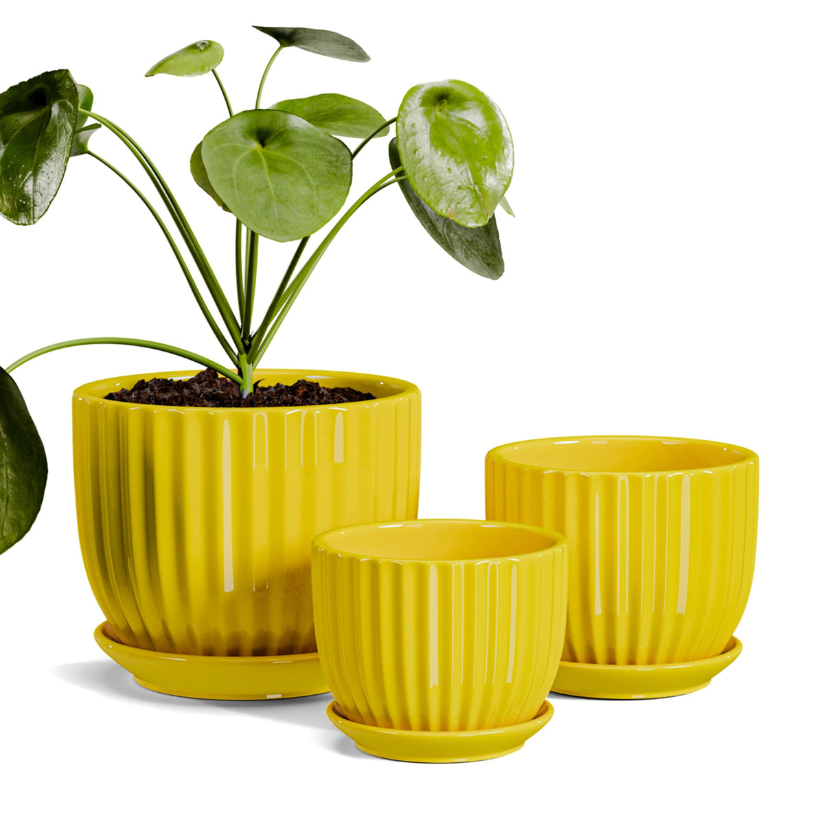 Ton Sin sunburst yellow pot 4.1-inch adds cheerful color to small indoor plants