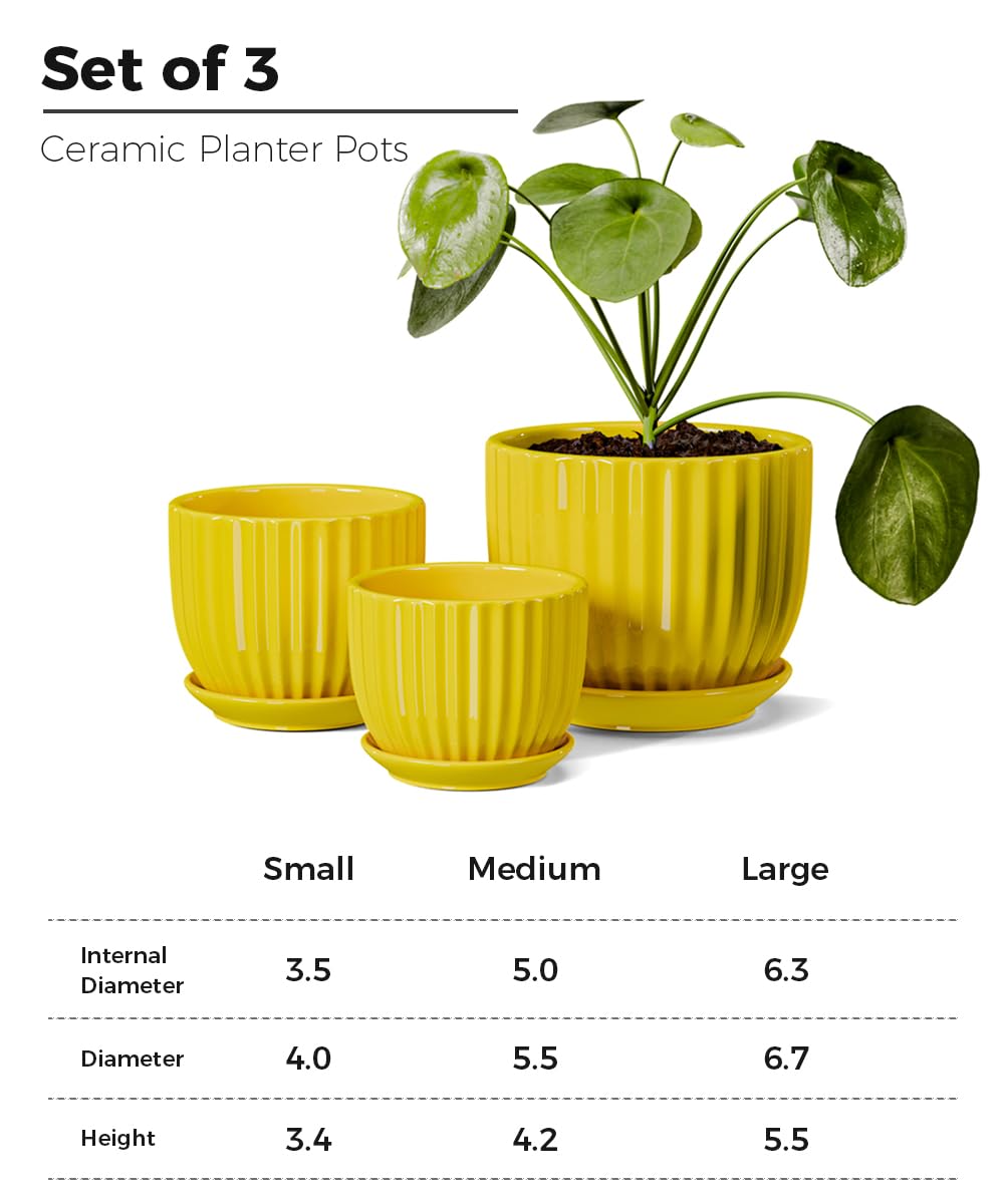 Ton Sin sunburst yellow pot 6.5-inch accommodates aloe or cactus with style