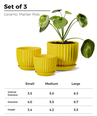 Ton Sin sunburst yellow pot 6.5-inch accommodates aloe or cactus with style