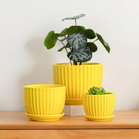 Ton Sin sunburst yellow pot with saucer 5.1-inch suits mid-size plants in bright spaces