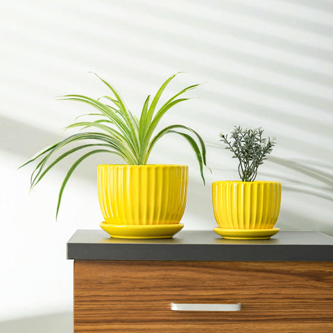 Ton Sin sunburst yellow pot with saucer 6.5-inch ideal for larger greens and offices