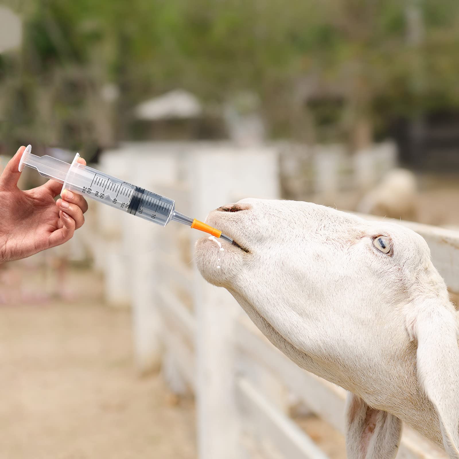 Tondiamo graduated syringe for precise feeding control of kid goats.