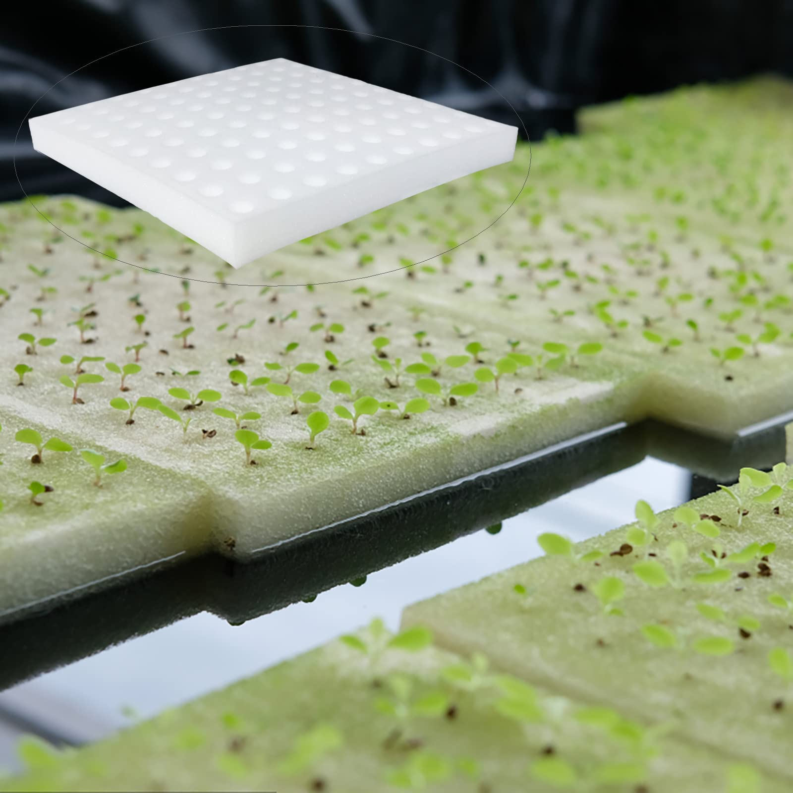 Tongnian sponge after-use cleaning and reuse in hydroponic cycles