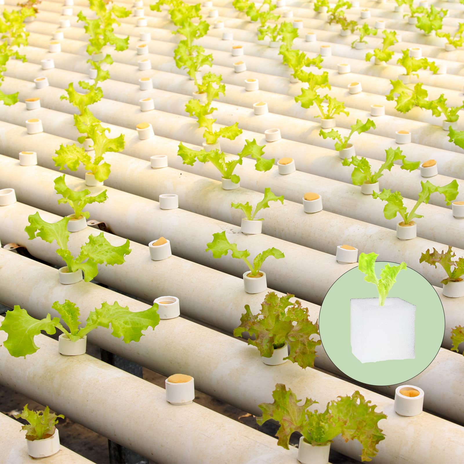 Tongnian greenhouse use showing multiple plants anchored by sponges